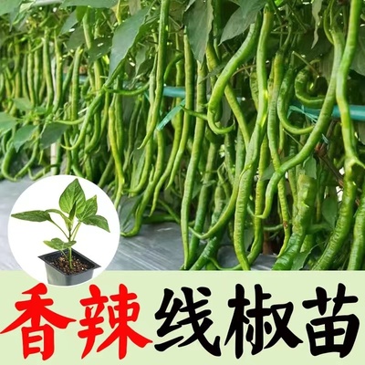 美人椒秧蔬菜南方线湖南秧苗大全