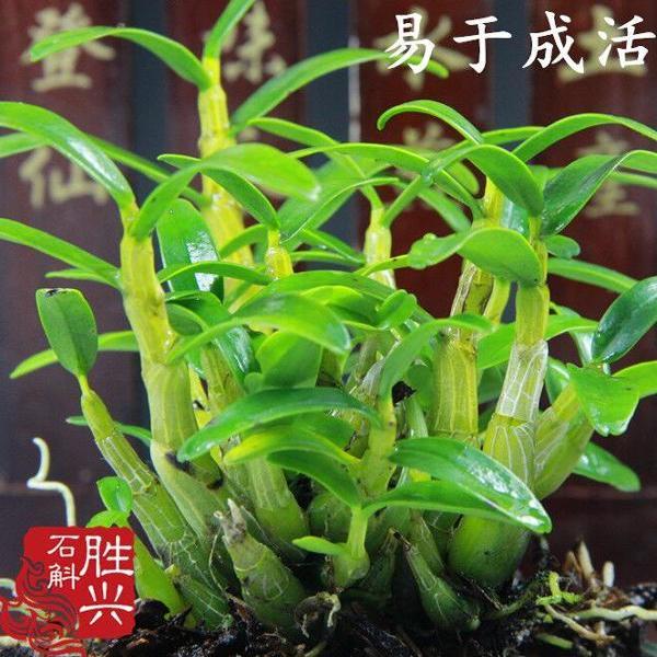 霍山米斛苗石斛苗花卉盆景矮壮品种超铁皮石斛盆栽鲜条