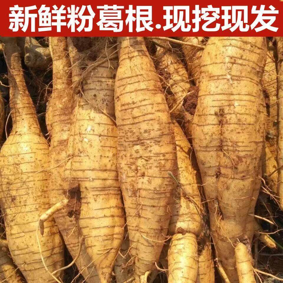 新鲜葛根5斤装现挖现发农家自种粉葛根