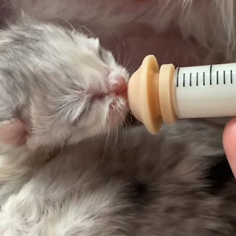 美国奇迹猫咪奶嘴幼犬幼宠繁育新生耐咬通用型喂奶神器送螺旋针管