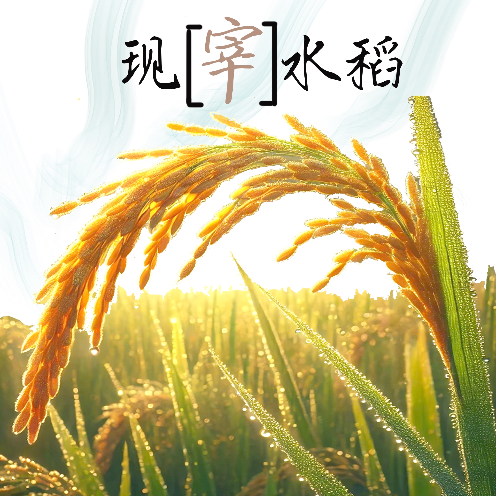 2024年新米方通真空大米5斤优质东北长粒香大米香米小包装旗舰店