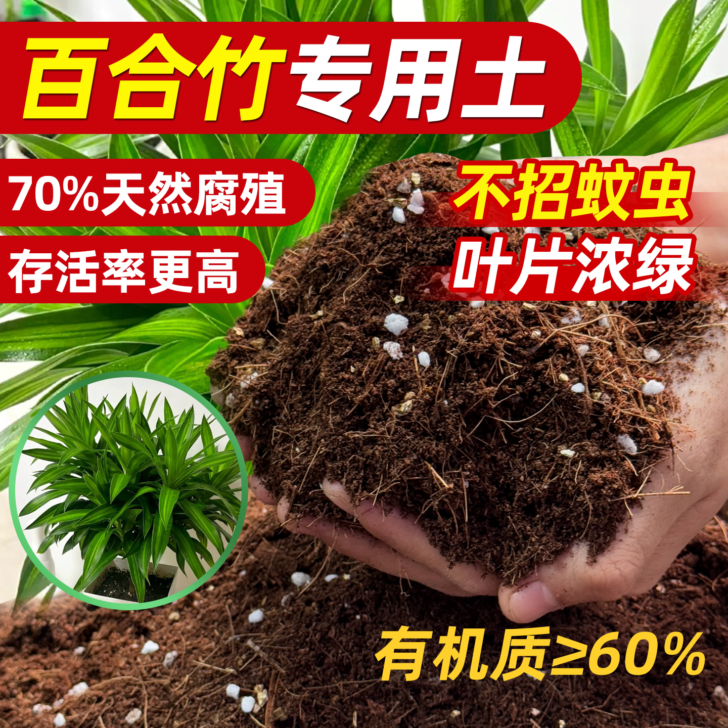 百合竹专用土营养土客厅绿植种植盆栽细叶金边百合竹小苗老桩土壤