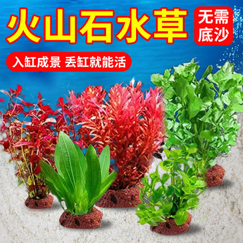 火山石水草蜈蚣草水榕懒人水草植物鱼缸水草造景底砂套餐阴性真草