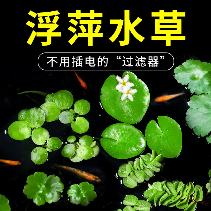 浮萍水草植物鱼缸造景水培植物和鱼共养冒泡一叶莲水芙蓉水葫芦