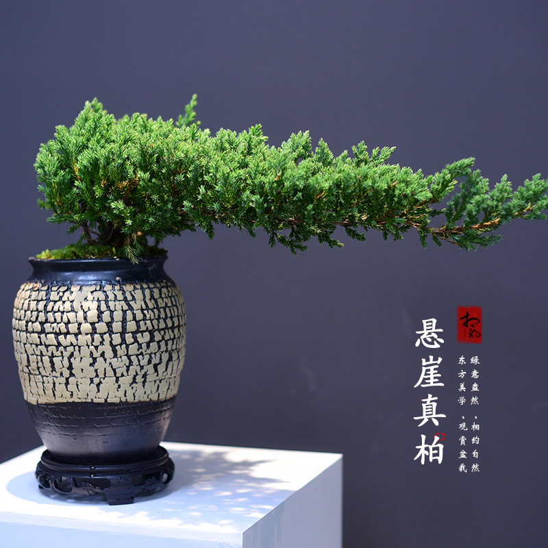 真柏盆景造型飘枝悬崖室内绿植办公客厅观赏好养盆栽四季常青送礼,鲜花速递/花卉仿真/绿植园艺,绿植,淘宝优惠券,粉丝福利购,淘宝优惠卷