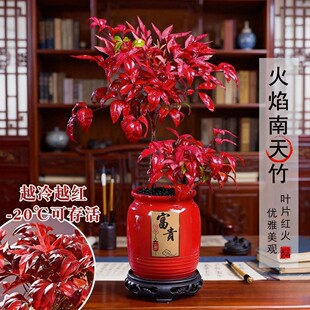 火焰南天竹盆景绿植盆栽中式客厅禅意观叶室内桌面摆件植物好养活