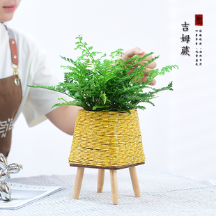吉姆蕨盆栽绿植网红蕨类植物室内办公客厅欧洲蕨平安蕨好养送礼物