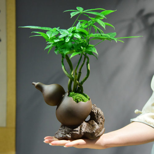 发财树盆栽绿植客厅室内好养