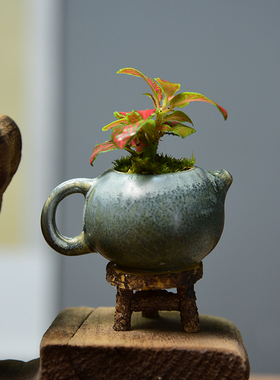 网纹草桌面迷你小盆栽绿植耐阴喜湿办公桌室内真彩叶观叶拇指植物