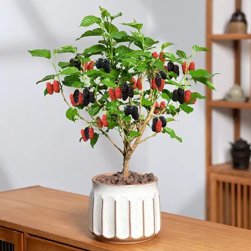 桑葚盆栽观赏办公客厅阳台庭院趣味植物好养南北方种植四季植物