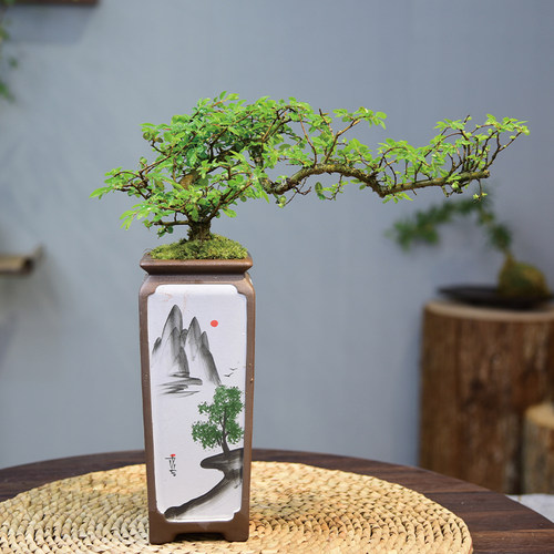 造型小叶榆树盆景老桩悬崖盆栽植物室内书房茶桌四季常青花卉绿植