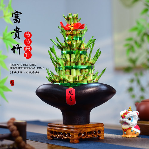 竹塔富贵竹水培盆栽植物转运竹绿植盆栽水养室内办公桌节节高送礼