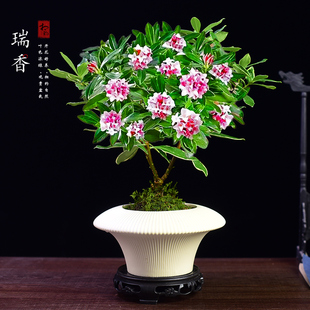 金边瑞香盆栽带花苞植物花卉开花香浓绿植室内阳台庭院好养盆景