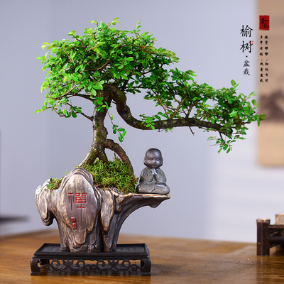 飘枝提根榆树盆景小叶榔榆桌面盆景室内好养绿植书房茶桌中式盆栽