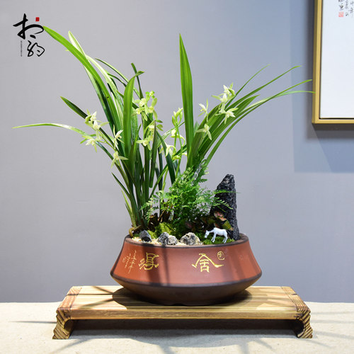 绿植盆景客厅办公室桌面素心兰