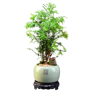 红豆杉盆栽室内绿植办公室客厅室内好养植物桌面中式古风盆景好养