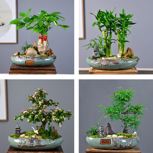 招财树盆景常青发财树盆栽罗汉松植物室内富贵竹绿植四季好养花卉 - 封面