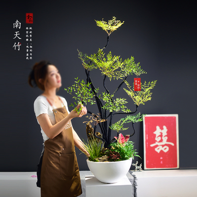 南天竹大盆景造型植物室内办公客厅茶室美化空间盆栽开业乔迁送礼