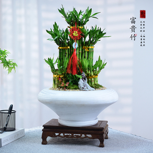 富贵竹盆栽室内节节高盆景室内绿植好养寓意招财植物乔迁开业送礼