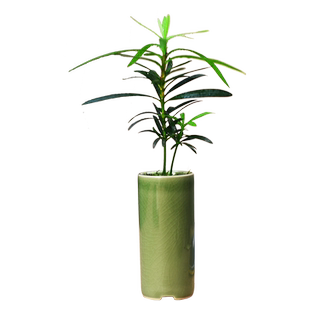 罗汉松盆栽室内办公室茶几茶室桌面小盆景趣味中式迷你小盆栽好养