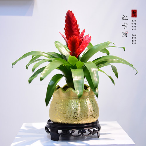 草本花卉客厅书房接待前台黄玉扇