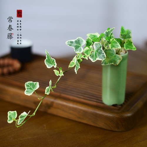 雪莹常春藤盆栽室内耐阴植物阳台垂藤绿植办公室茶几好养中式盆景