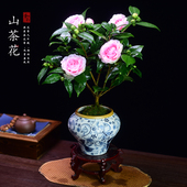 香妃茶花盆栽中式 植物好养室内阳台庭院观花好养四季 绿植花卉盆景