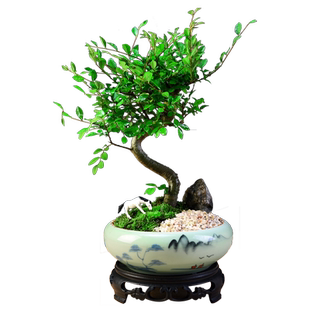 小叶榆树盆景老桩造型室内办公客厅书房茶室绿植盆栽中式植物送礼