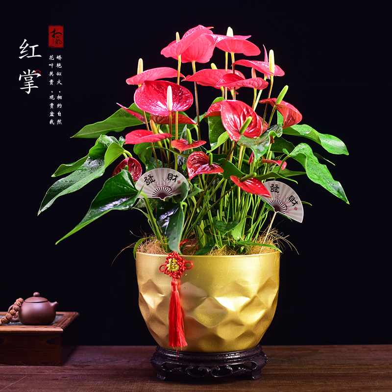 红掌盆栽大盆喜庆室内客厅植物鸿运当头盆景花卉乔迁开业送礼植物