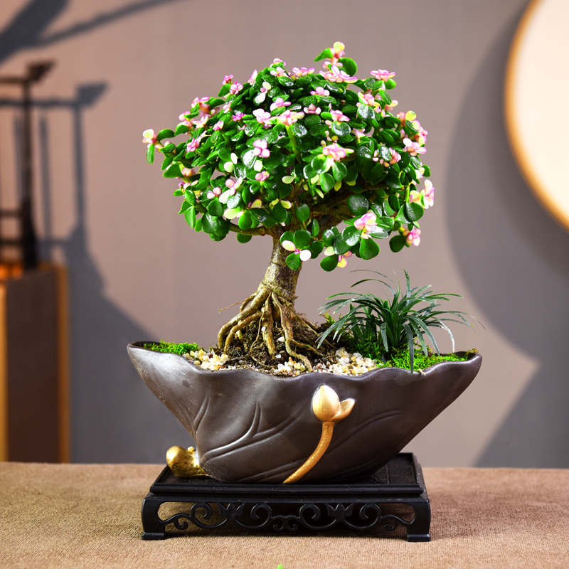 书房客厅办公室茶几桌面金枝玉叶