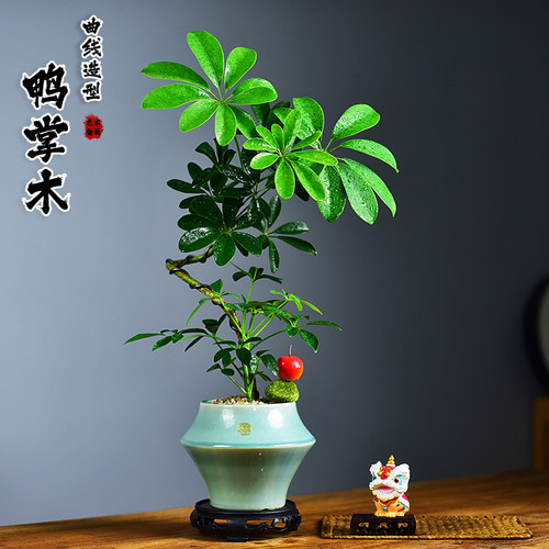 造型鸭掌木盆栽植物鹅掌财八方来财室内客厅桌面盆景绿植常青好养