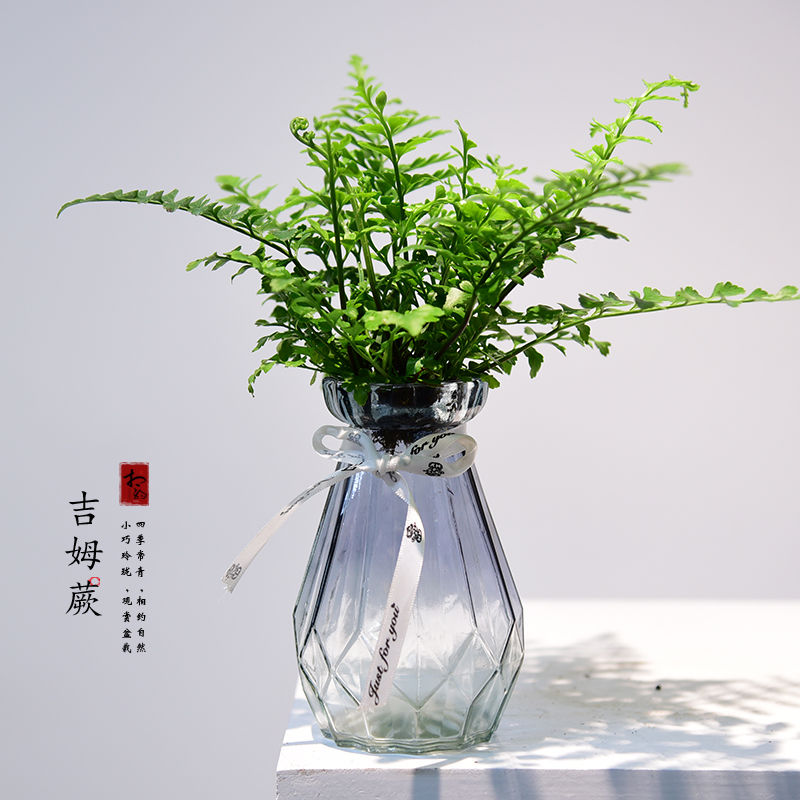 自然好养活桌面花卉植物盆景