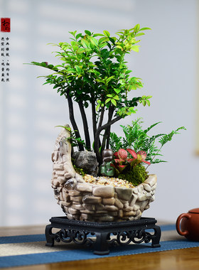 小叶紫檀盆景多杆组合艺术盆栽室内办公茶室桌面绿植四季盆栽送礼