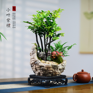 小叶紫檀盆景多杆组合艺术盆栽室内办公茶室桌面绿植四季盆栽送礼