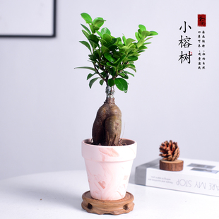 小叶榕树盆景人参榕室内盆栽绿植造型树桩办公桌面观叶植物好养