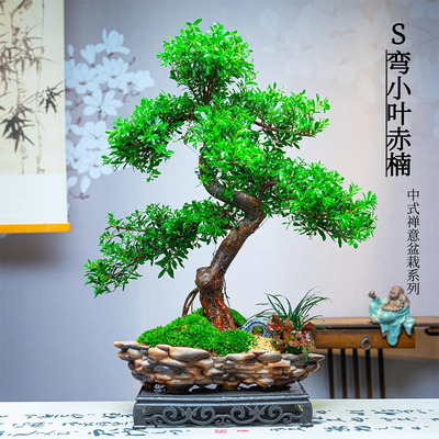 小叶赤楠盆栽室内办公客厅书房绿植新中式国风微景观好养植物送礼