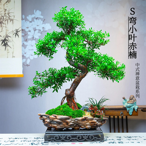 小叶赤楠盆栽室内办公客厅书房绿植新中式国风微景观好养植物送礼