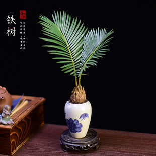 铁树盆栽植物室内办公茶室好养花卉盆栽桌面迷你绿植茶中式小盆景