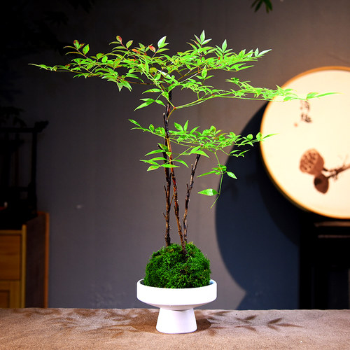 南天竹客厅书房办公桌茶几桌面