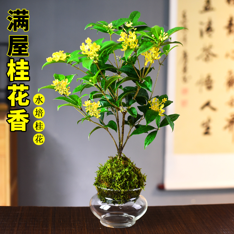 桂花草本花卉书房客厅办公室