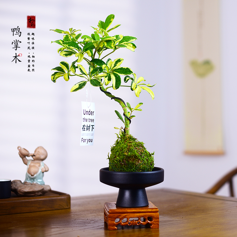 造型鸭脚木盆栽室内八方来财植物办公茶室桌面招财盆景四季绿植