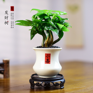 招财树发财树盆栽室内绿植办公客厅桌面好养寓意盆景送礼植物摆件