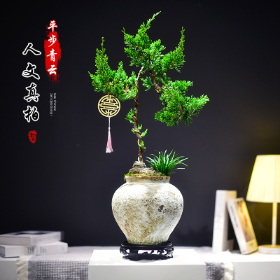 真柏文人造型迎客盆景观赏盆栽