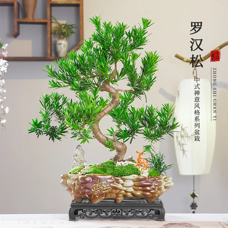 罗汉松盆景老桩造型绿植新中式室内客厅办公书房微景观植物送礼物