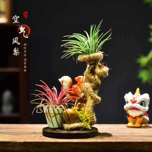 红黄绿精灵空气凤梨植物懒人无土植物鲜活办公客厅桌面装饰摆件