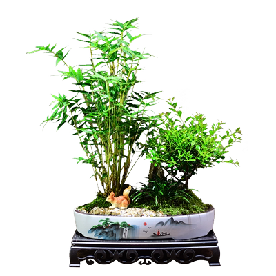 金明竹赤楠客厅办公室书房