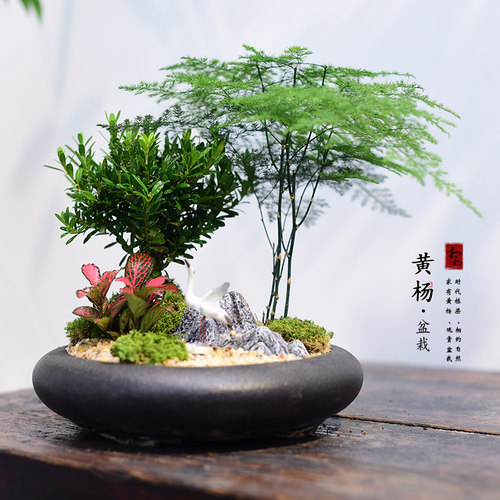 黄杨书房客厅办公室茶几桌面