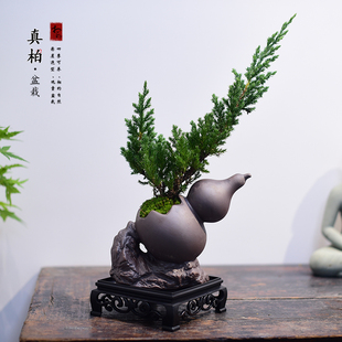 悬崖真柏飘枝绿植室内客厅茶室文艺桌面植物摆件好养居家桌面盆景