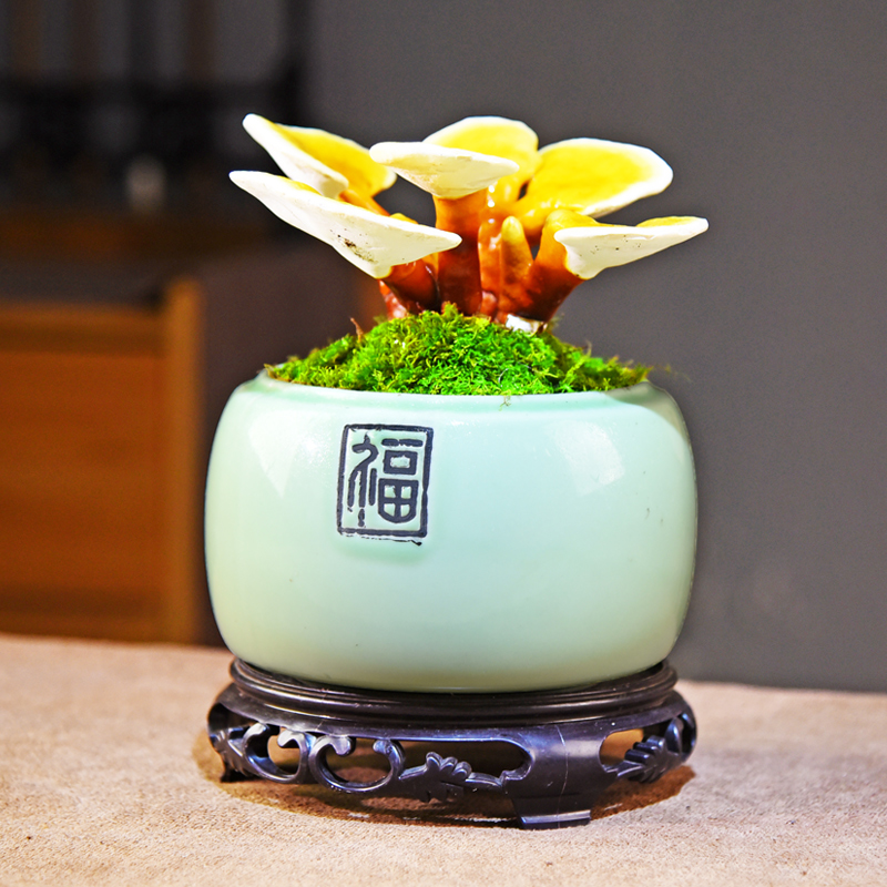 灵芝盆景观赏室内办公室茶室中式绿植桌面摆件好养装饰盆栽微景观