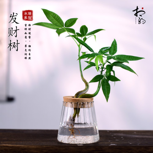 水培植物书房客厅办公室茶桌
